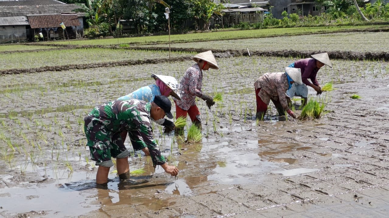Ampelgading – Pagi yang sejuk di Dusun Krajan 1 B, Desa Lebakharjo, Kecamatan Ampelgading, Kabupaten Malang (10/2025), menjadi saksi kebersamaan antara anggota Satgas TMMD ke-126 dan warga setempat. 